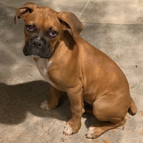 Melissa, mother of 2 human babies and 2 fur babies - Picture 8 of 8